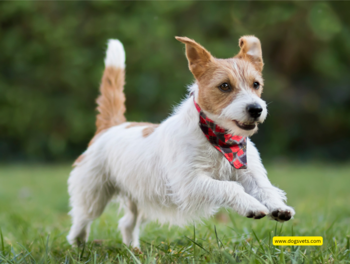 Decoding Your Dog's Secret Language: From Poop-Eating to Tail Wags (and Beyond!)